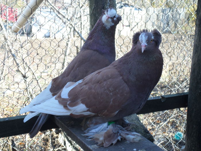 PER 1 2016 de vinzare la toamna