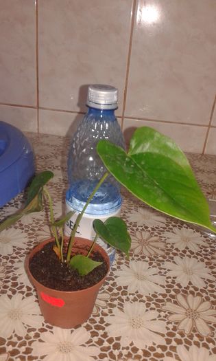 20151116_133140 - vand Anthurium