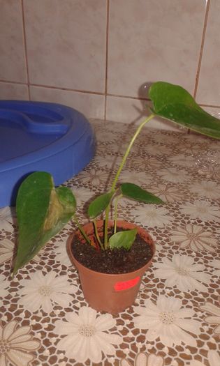 20151116_133120 - vand Anthurium