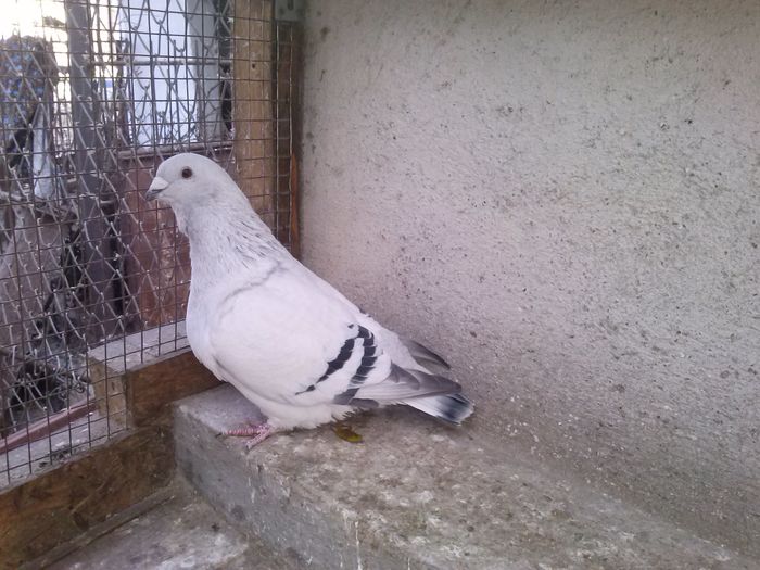 M-2300 - vandut; Inel personal - 010. Pui din ATHOS - ARIELA
