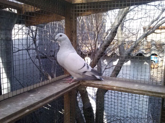 M-780084 - vandut; Inel personal - N.C.  Pui din ARAMIS - MARA
