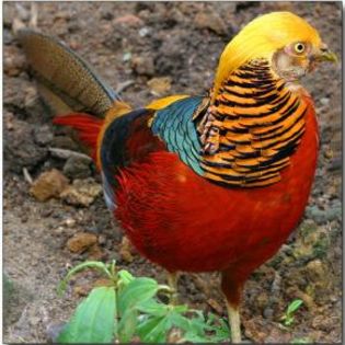 56098_5c5a367e3d879cbf8174eb6622740ce7_mdsq - BIRDS