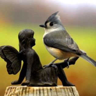 56540_f94e487feb94c809359de79221456827_mdsq - BIRDS