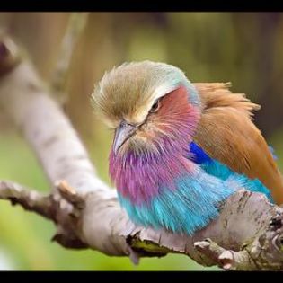 56778_fa13e2be2a45c0e7aff87d659516b633_mdsq - BIRDS