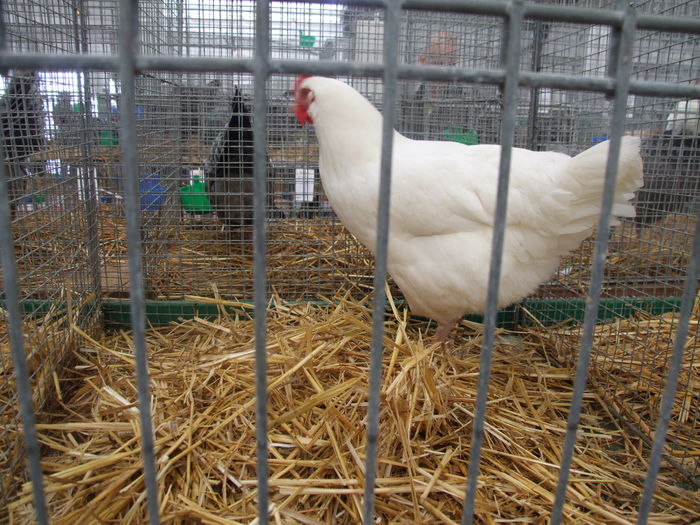 DSCF1839 - Expozitia Europeana Metz 2015