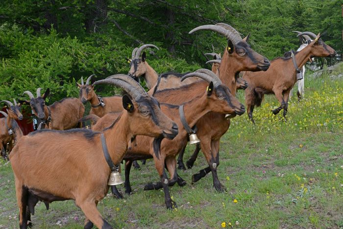 Alpinele de lapte desigur-7xx