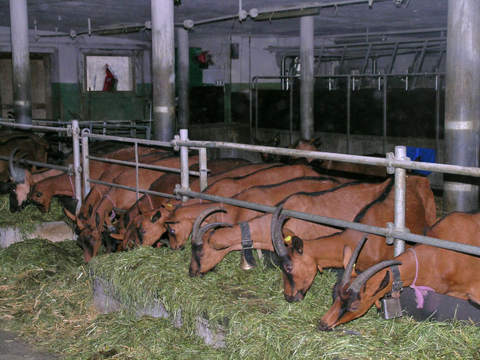 Alpinele la masa - hu9