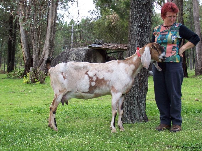 Anglo-Nubiana deosebita-54c