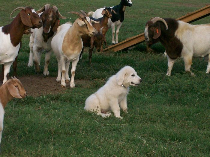 Boerii cu catelul-844