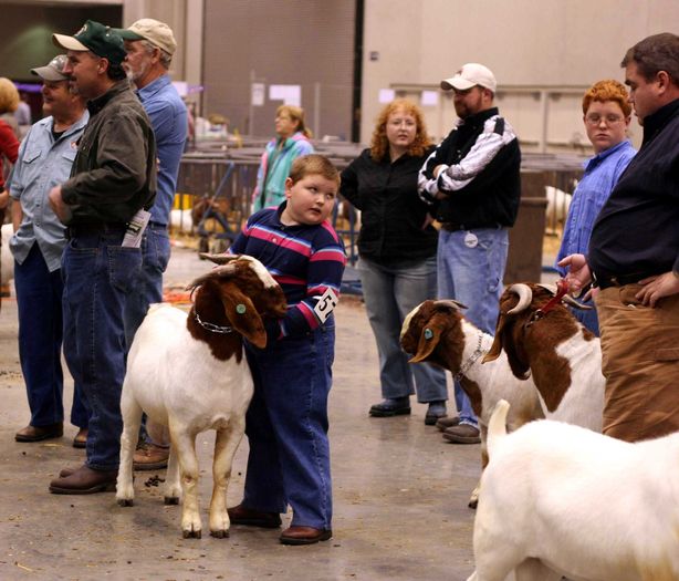 Boerii la concurs-uy6