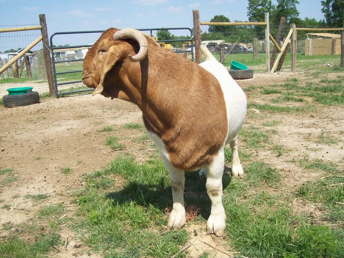 Boerila la soare - RASE DE OI SI CAPRE-POZE DEOSEBITE 9