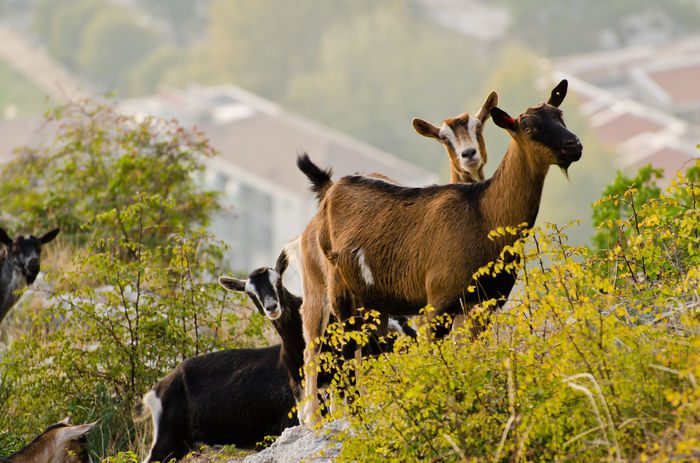 Caprele la pascut-lk7