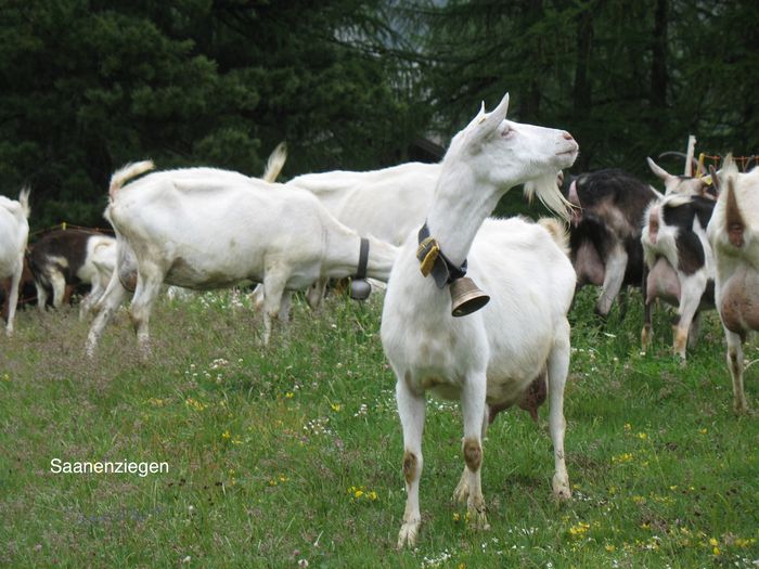 Caprite deosebite-88v