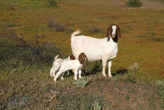 Iezisorii Boeri frumusei