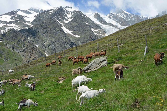 Numai capre de lapte-4xb