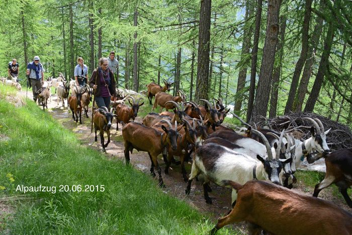 Numai capre de lapte-hy7