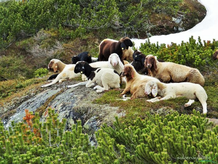Oi Bergschaf din Alpi