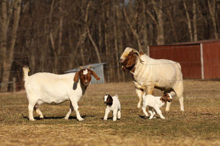 Perechea de Boeri frumosi-m65