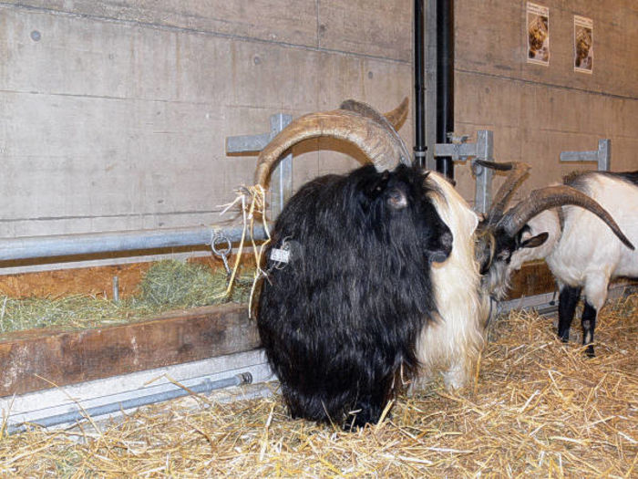 Tapul Walliser fain de tat