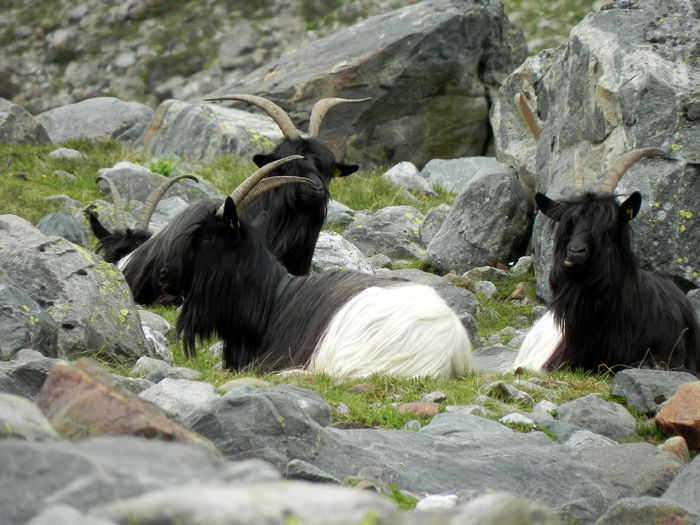 Walliserul la rumegat