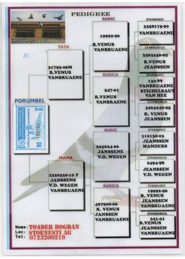 pedigree 101 - Pui meii din columbodromul SUPERSTAR