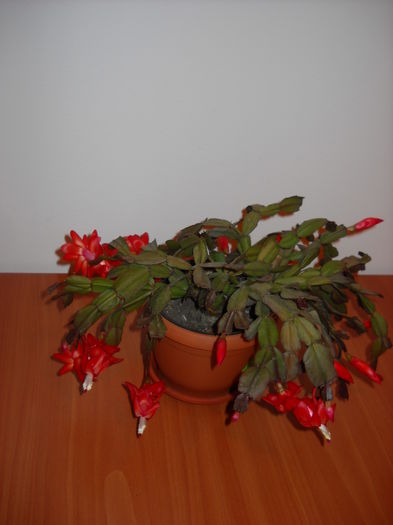 15 noiembrie 015 - Schlumbergera 2014-2020