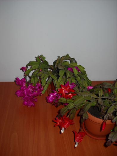 16.11.015 - Schlumbergera 2014-2020