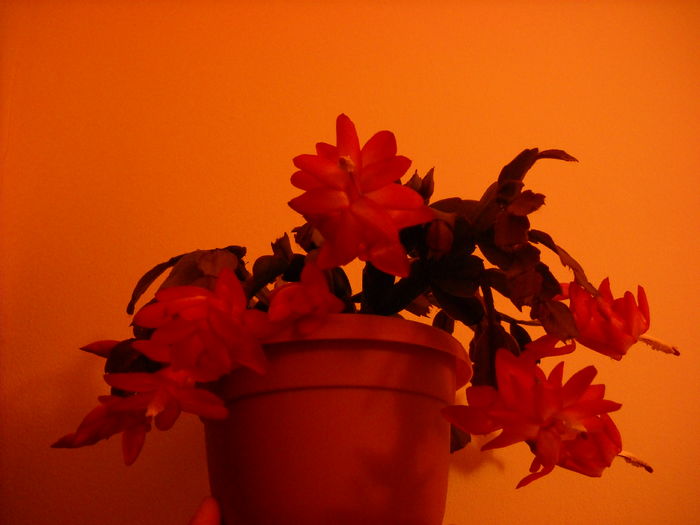073 - Schlumbergera 2014-2020
