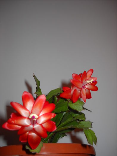 083 - Schlumbergera 2014-2020