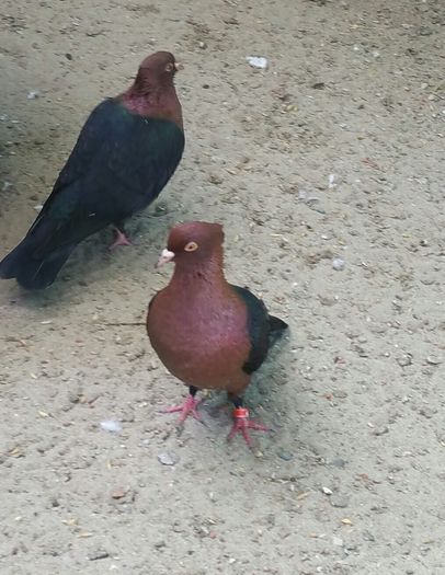 pereche 2015 dnu.Sandu.Laurentiu Jud.BUZAU