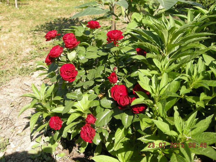 DSCN0520 - plante de gradina