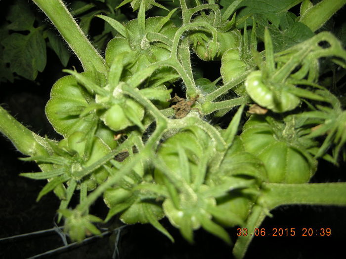 DSCN0273 - legume de gradina