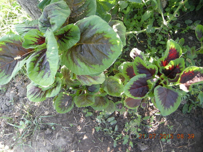 DSCN0419 - legume de gradina