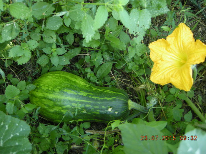 DSCN0462 - legume de gradina