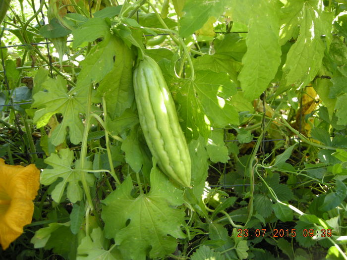 DSCN0491 - legume de gradina