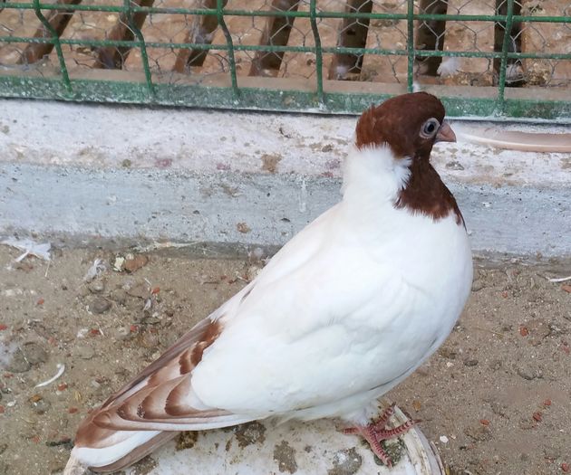 masc 2015.dnu.Sandu.Laurentiu .Jud.Buzau