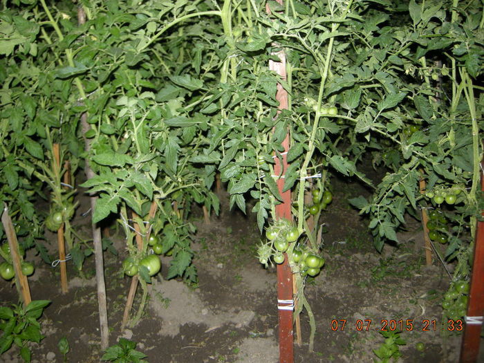 DSCN0314 - legume de gradina