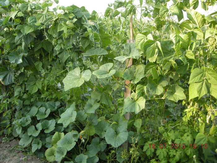 DSCN0360 - legume de gradina