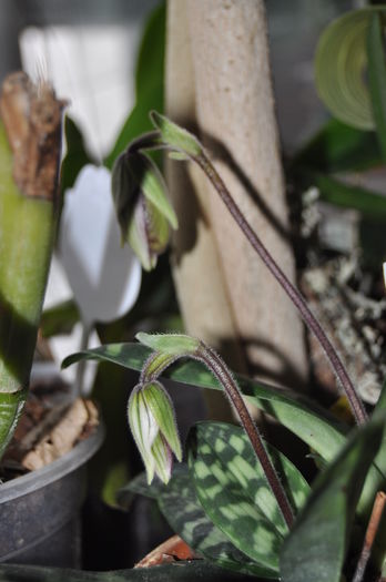 DSC_0130 - Paphiopedilum purpuratum