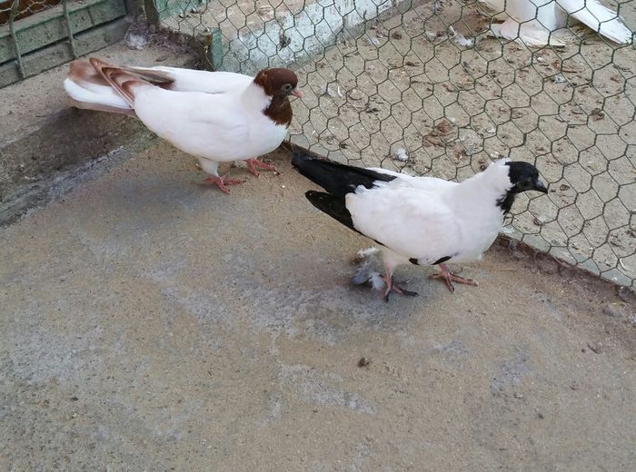 pereche 2015.dnu.Sandu.Jud.BUZAU