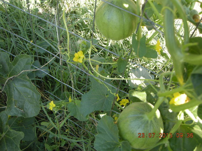 DSCN0477 - legume de gradina