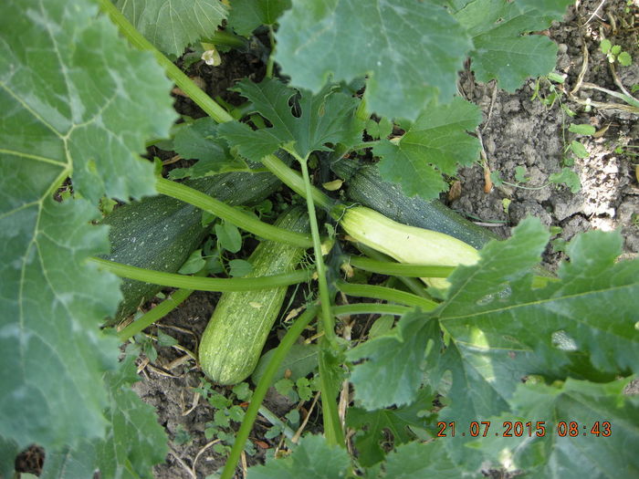 DSCN0434 - legume de gradina