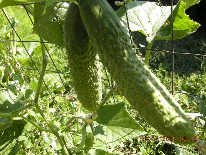 DSCN0496 - legume de gradina