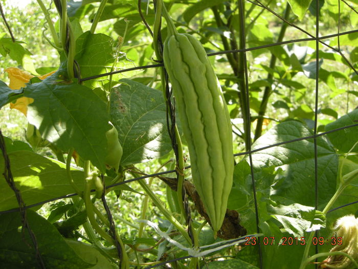 DSCN0493 - legume de gradina
