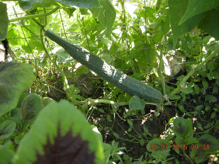 DSCN0487 - legume de gradina