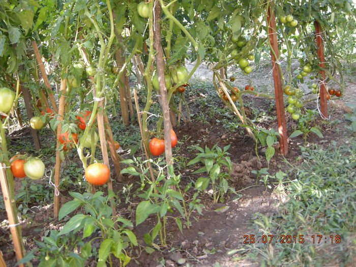 DSCN0545 - legume de gradina