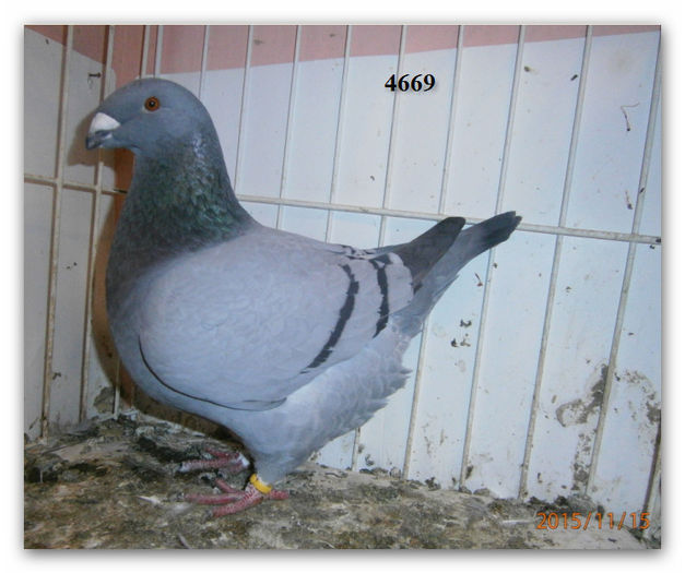 FEM 2015 H  4669  150 RON - ARHIVA   AMERICANI   VINDUTI