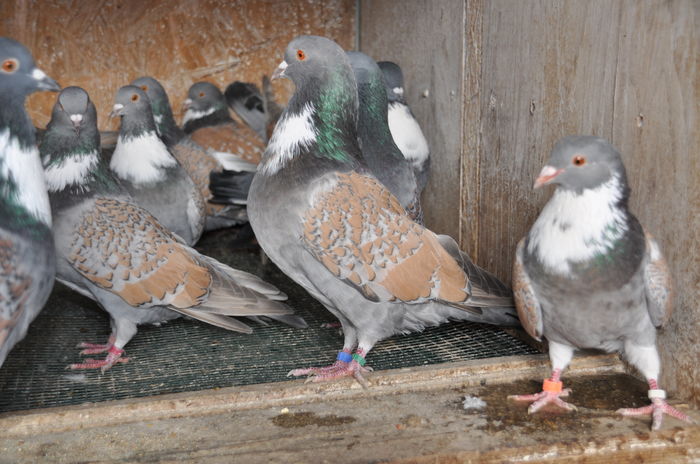 DSC_0277 - Cauchois 2015