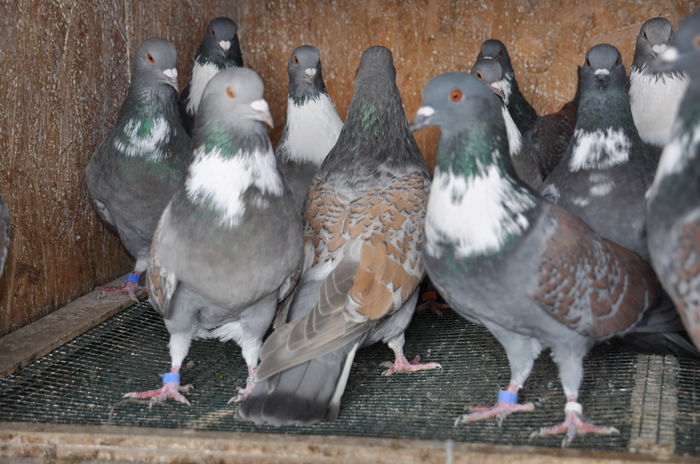 DSC_0278 - Cauchois 2015