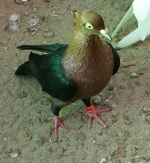 femela 2015dnuSandu.jud.Buzau